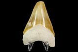 Serrated, Fossil Megalodon Tooth - Florida #122554-1